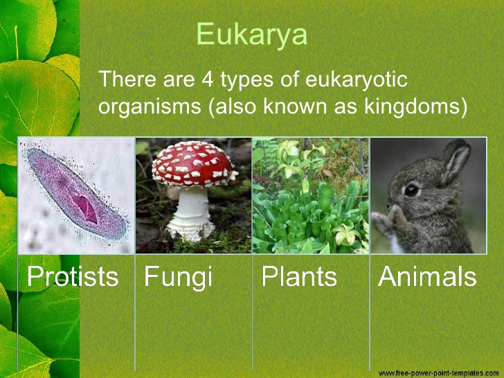 eukaryota-wikisabio