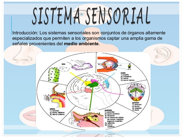 El Sistema Sensorial — Wikisabio 5553