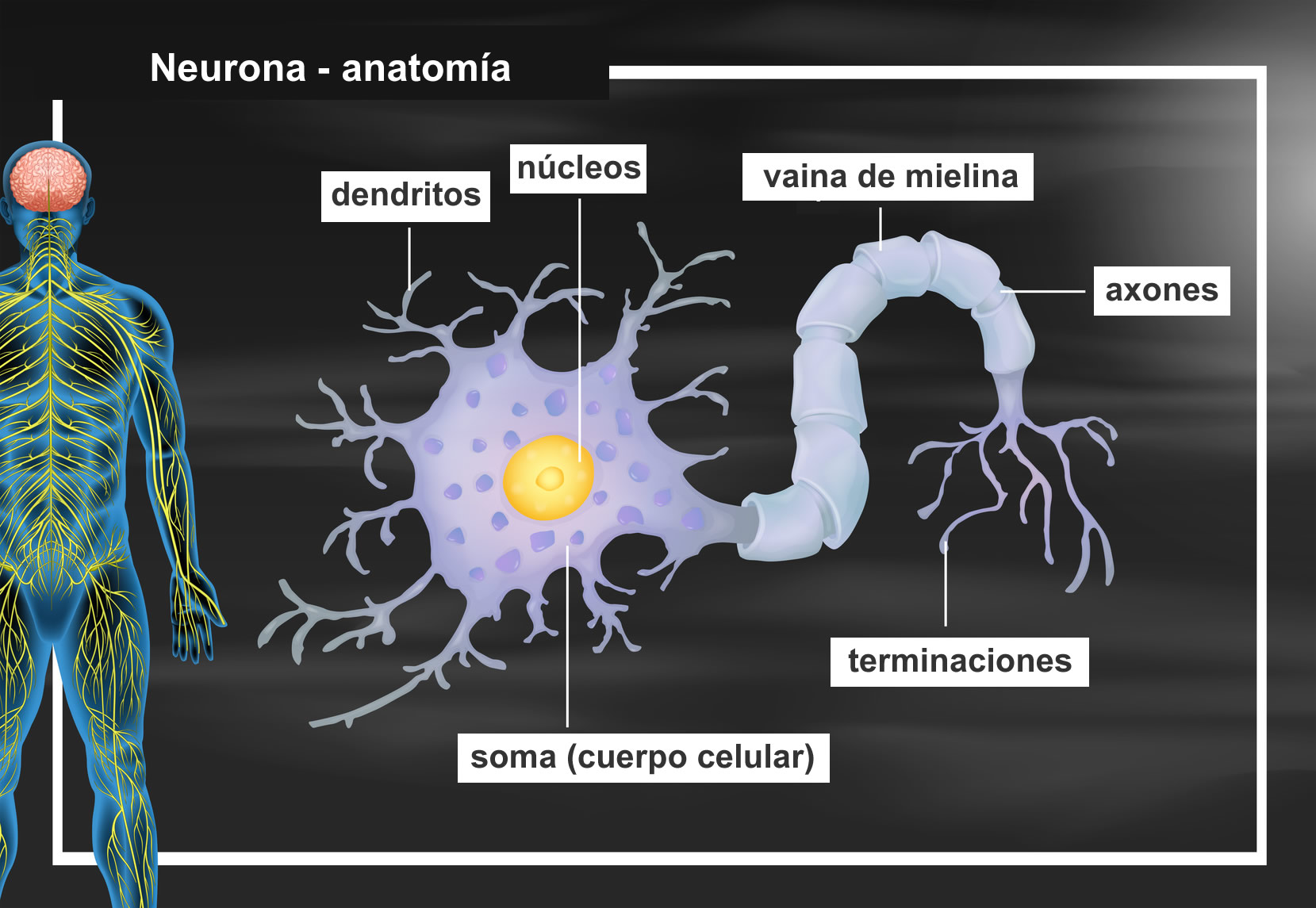 Las Neurona Wikisabio