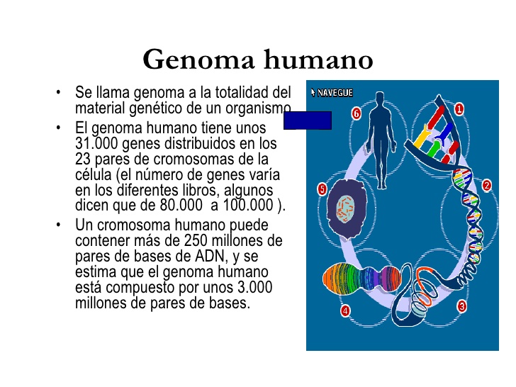 GENOMA Un Equipo De Científicos Que Estudia El Genoma Humano