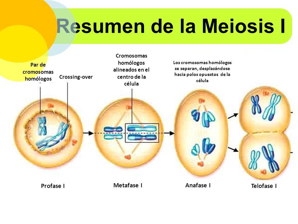 La Meiosis | Biología | Forma De Reproducción Celular | Wikisabio