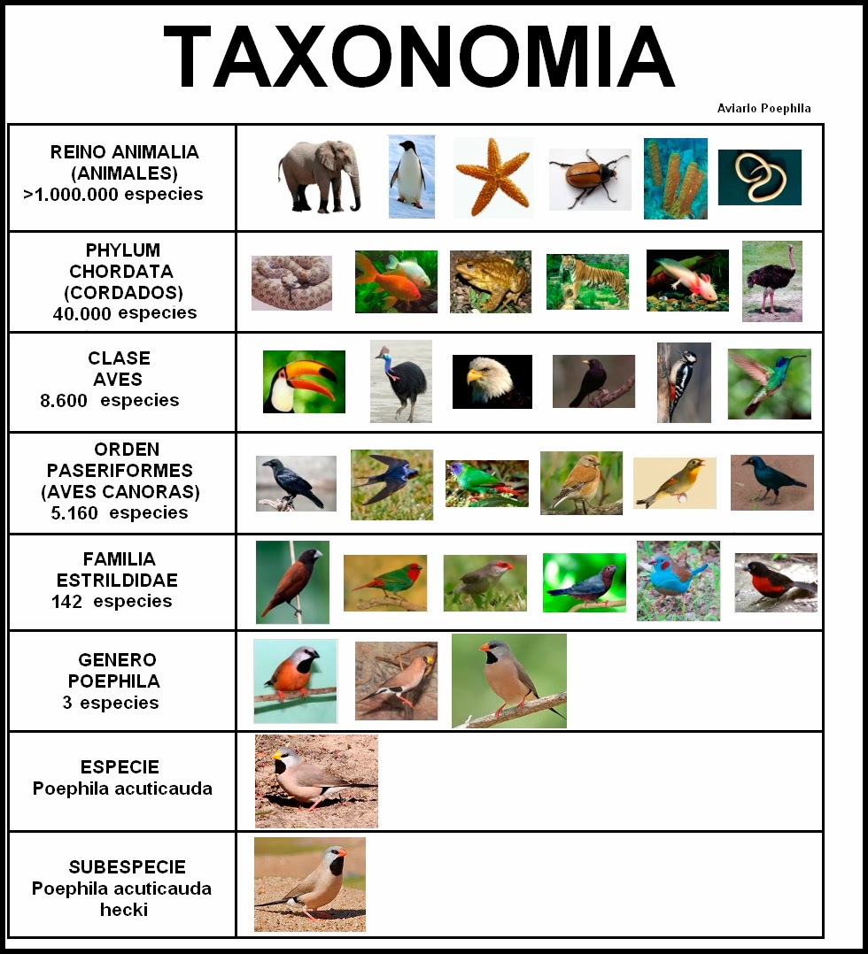 Que Es Taxonomia Biologica - Bourque