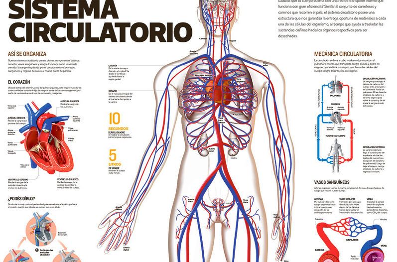 Sistema O Aparato Circulatorio | Anatomia | Sistema Circulatorio ...