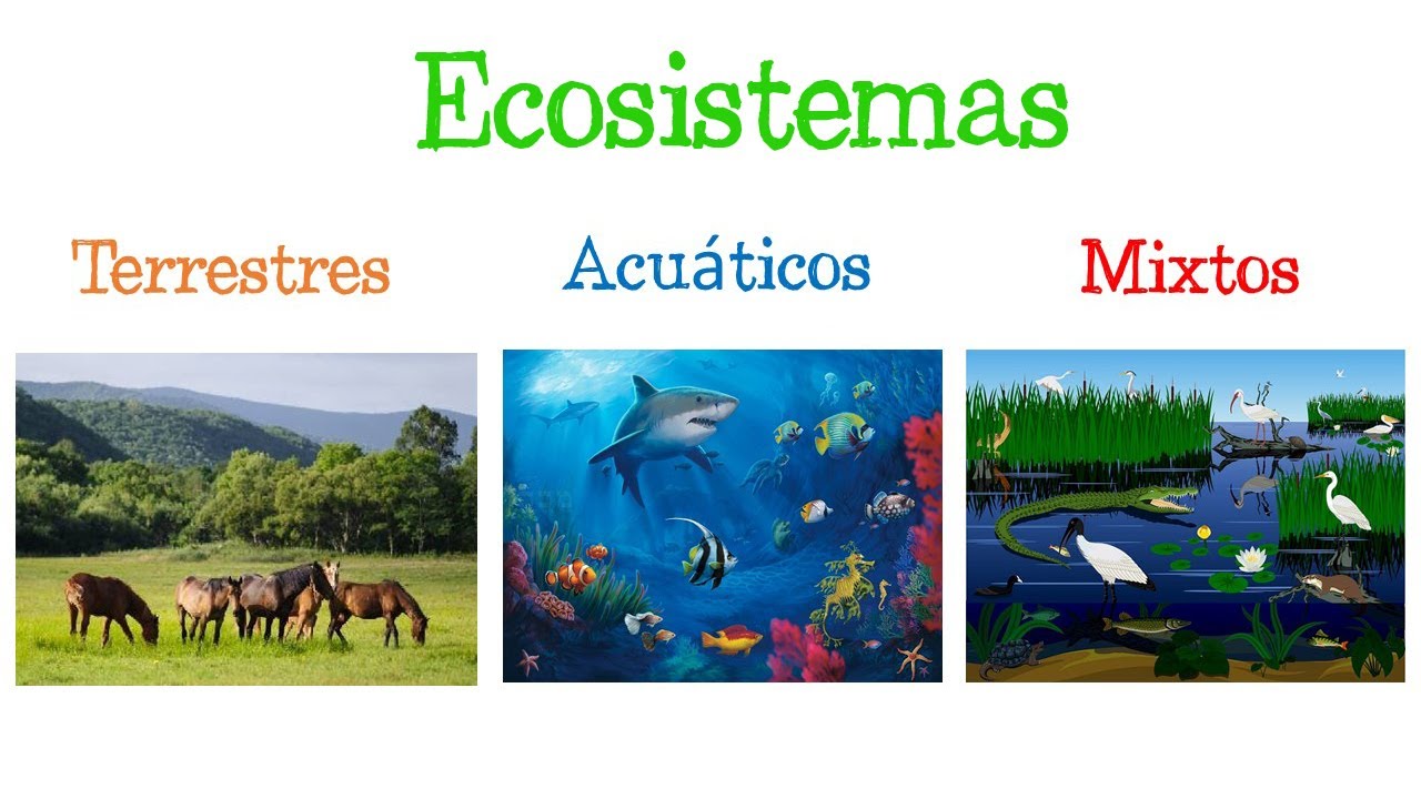 Ecosistema. Se Denomina Ecosistema Al Conjunto De Organismos Vivos