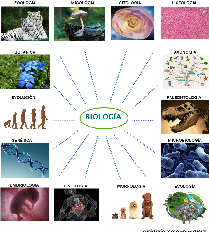 Las Ramas De La Biología. Es La Ciencia Que Estudia La Vida Tiene ...