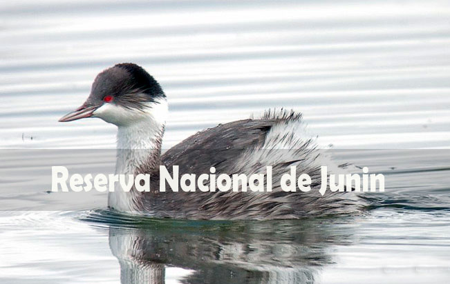 Reserva Nacional de Junín. Proteger la belleza escénica, flora y fauna
