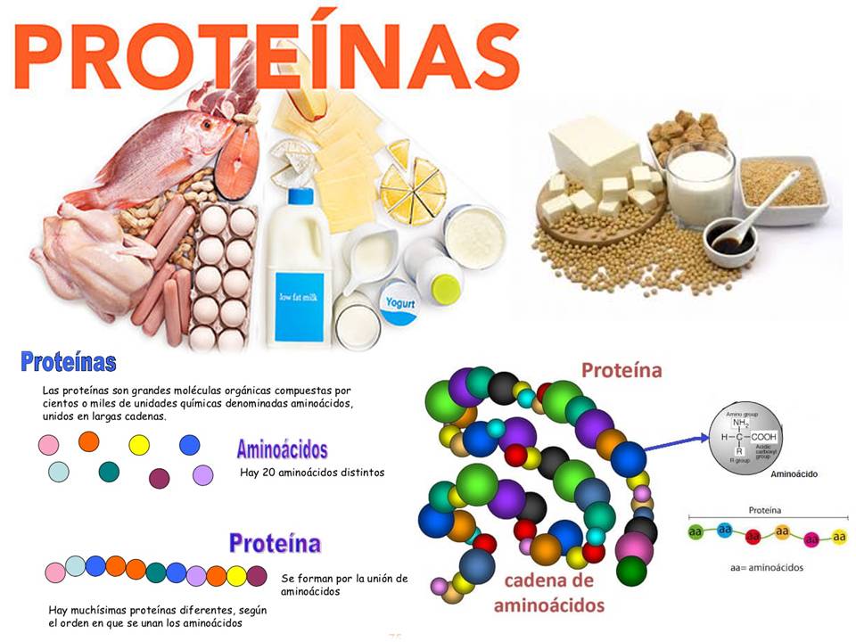 Las Proteinas Las Proteínasson Macromoléculas Formadas Por 2260