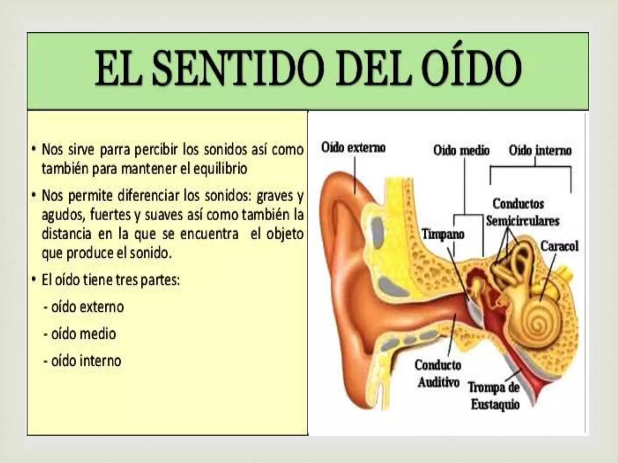 El Oido